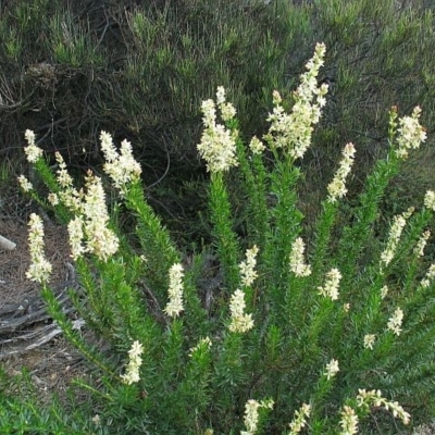 Haloragodendron monospermum