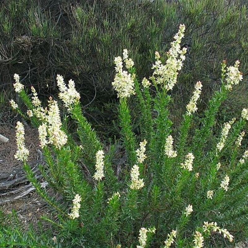 Haloragodendron monospermum