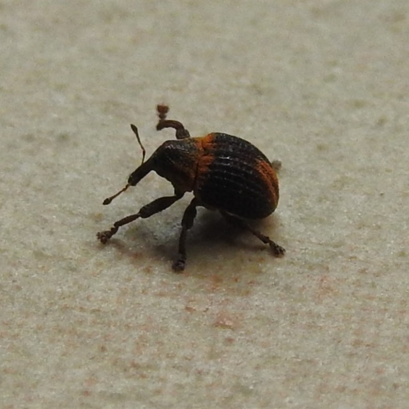 Haplonyx sp. (genus)