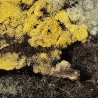 Haplotrichum pulchrum