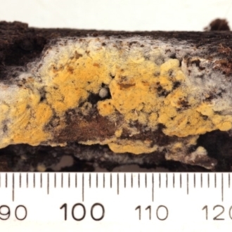 Haplotrichum pulchrum