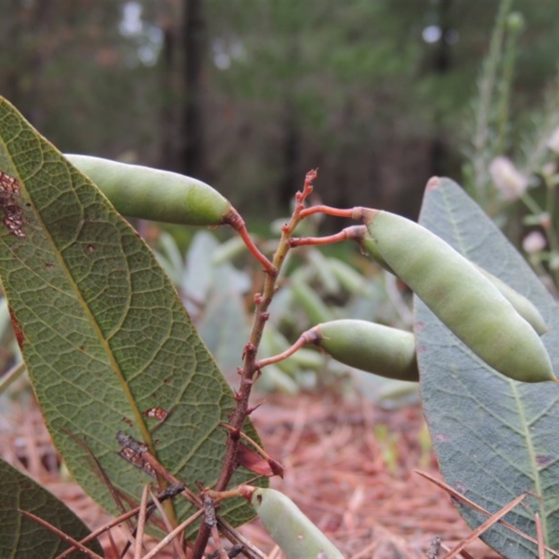 Hardenbergia violacea