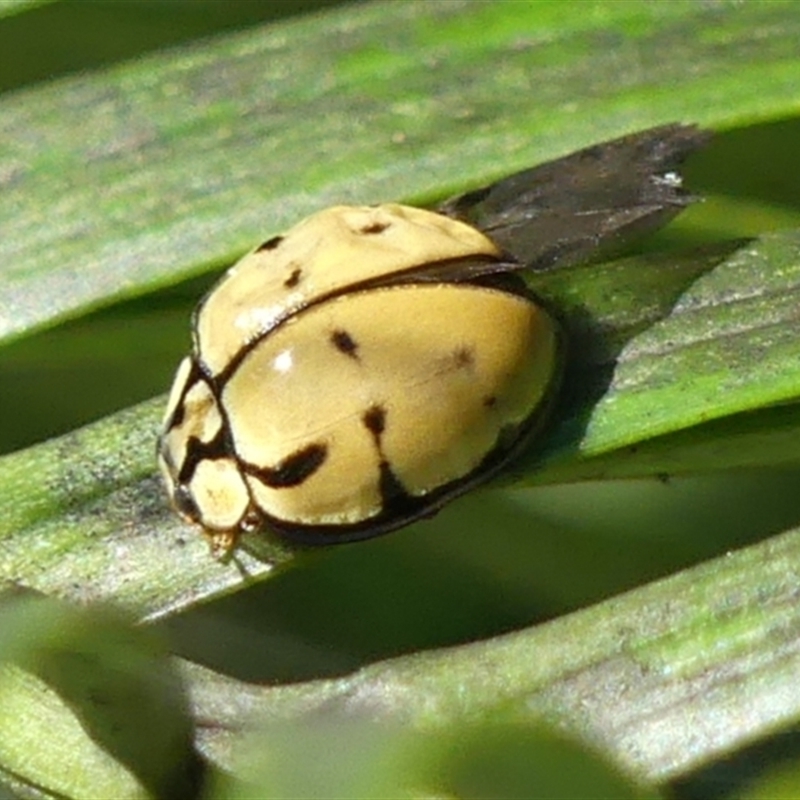 Harmonia testudinaria