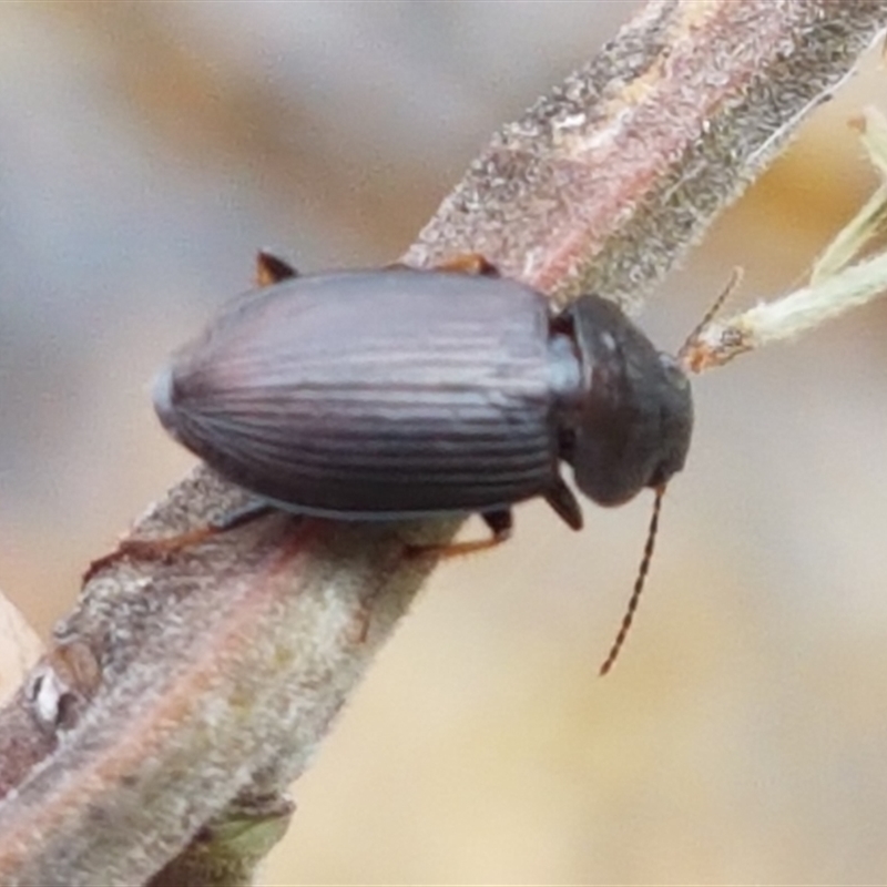 Harpalini sp. (tribe)