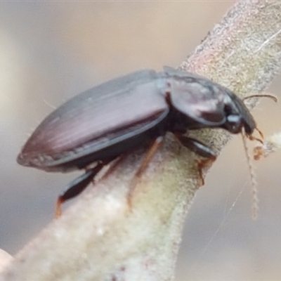 Harpalini sp. (tribe)