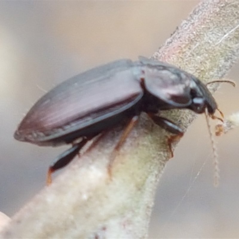 Harpalini sp. (tribe)