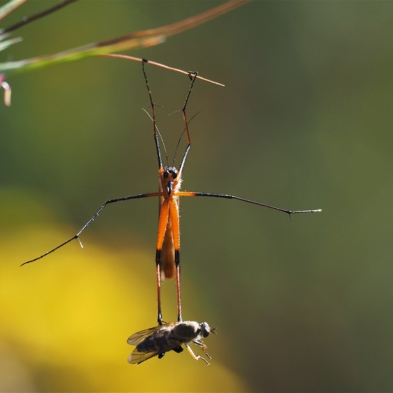 Harpobittacus australis