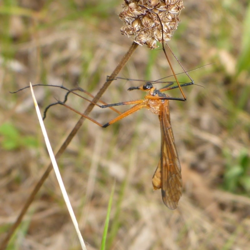 Harpobittacus (genus)