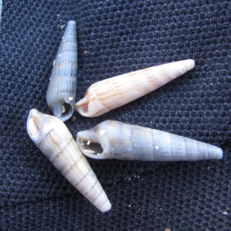 Clifton Beach, Tasmania (D. Dedenczuk)