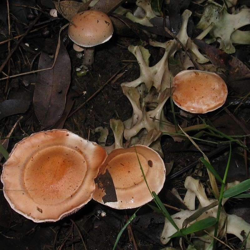 Hebeloma aminophilum