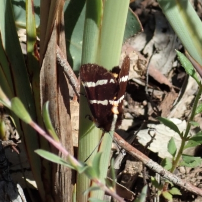 Hecatesia fenestrata