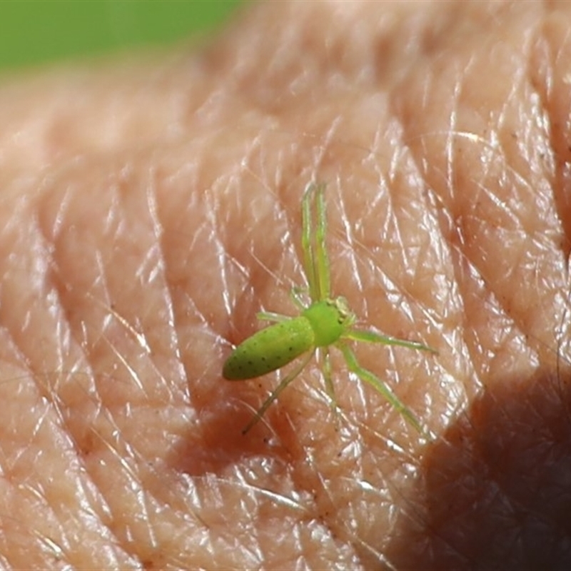 Hedana sp. (genus)