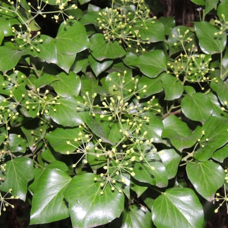 Hedera helix