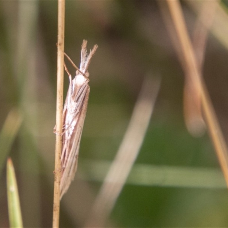 Hednota acontophora