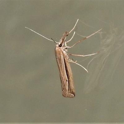 Hednota acontophora