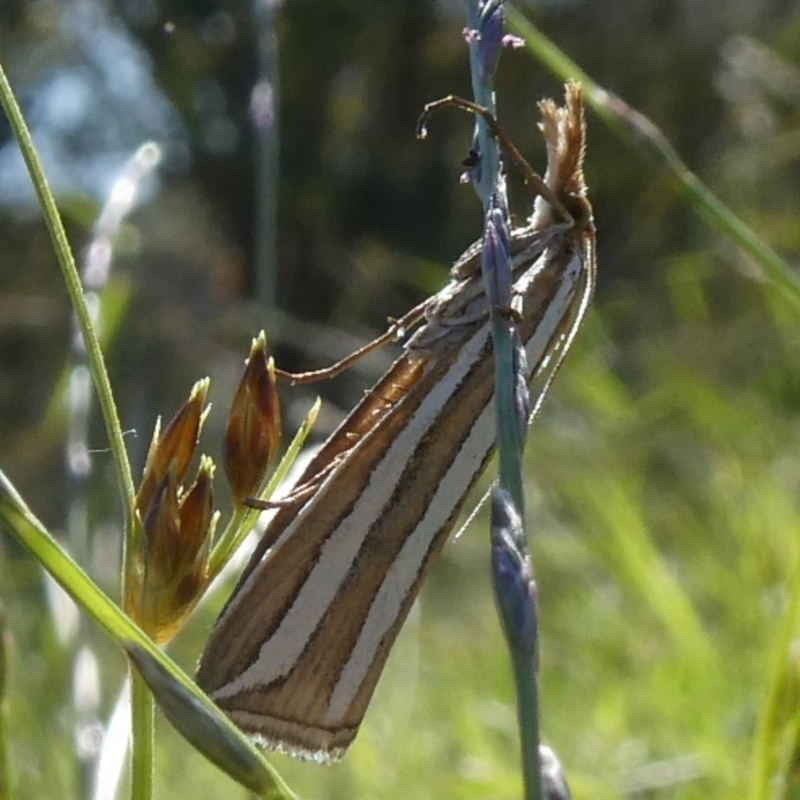 Hednota bivittella