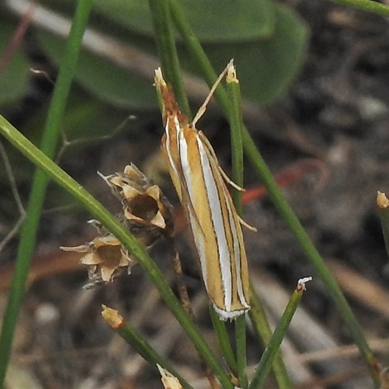 Hednota bivittella