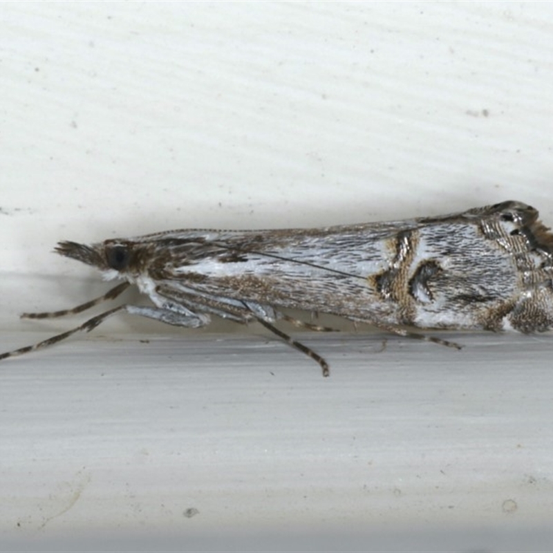 Hednota longipalpella