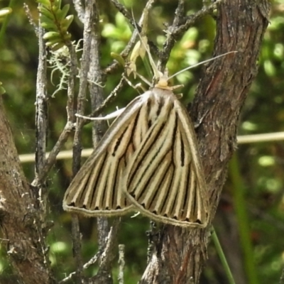 Amelora leucaniata