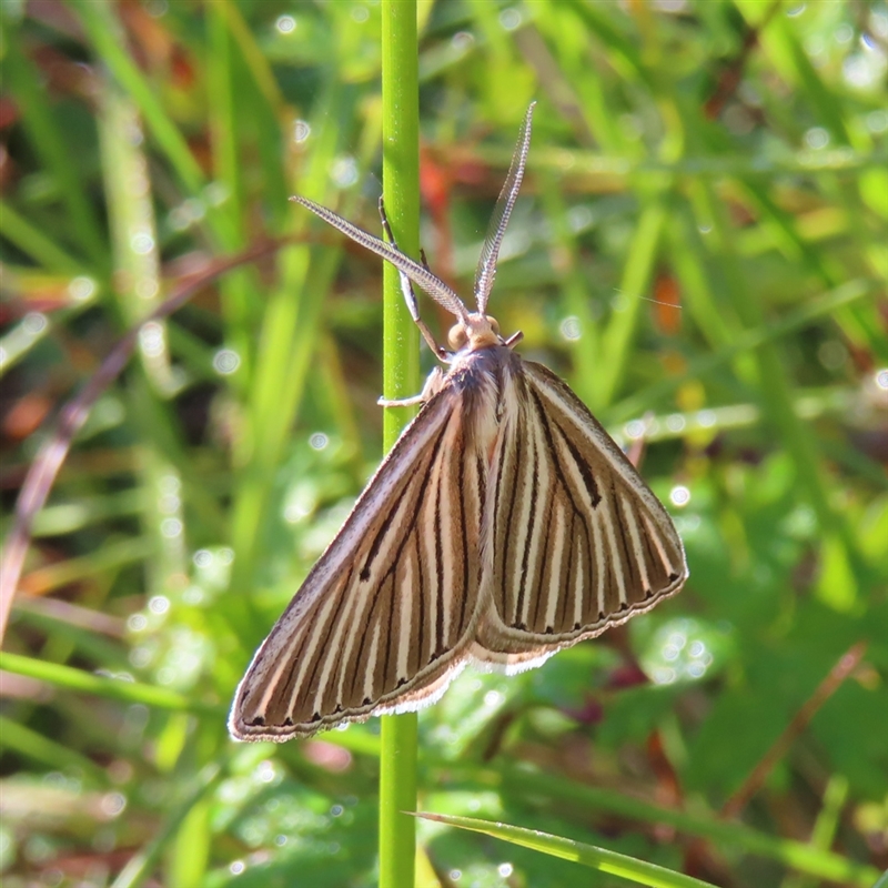 Amelora leucaniata