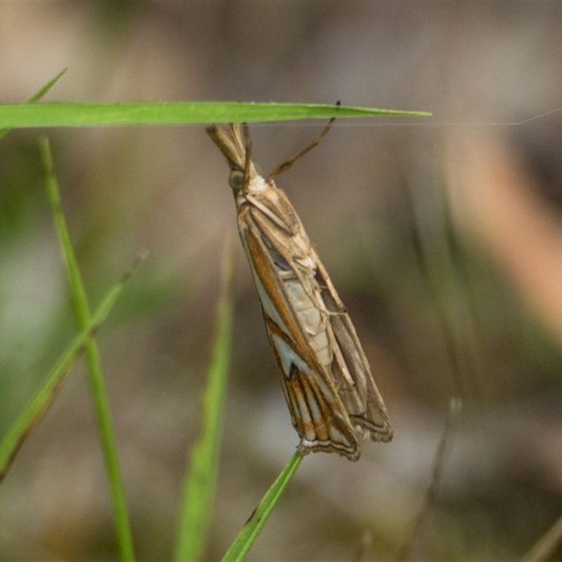 Hednota pleniferellus