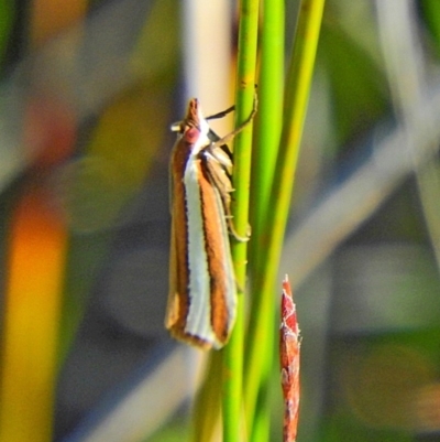 Hednota (genus)