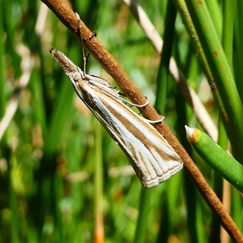 Hednota species near grammellus