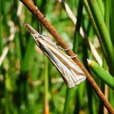 Hednota species near grammellus