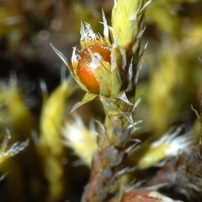 Hedwigia ciliata