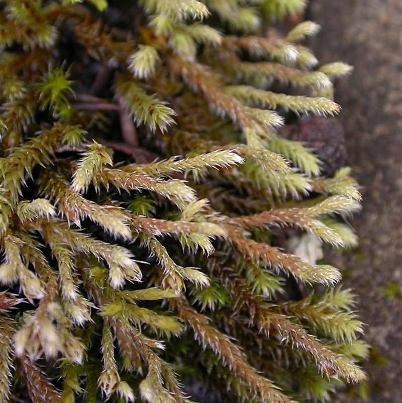 Hedwigia ciliata