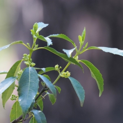 Hedycarya angustifolia