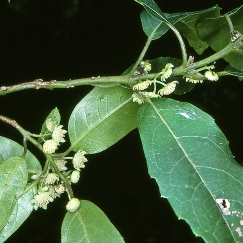 Hedycarya angustifolia