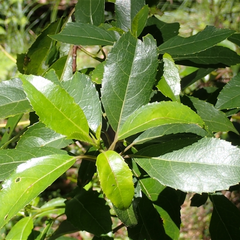 Hedycarya angustifolia