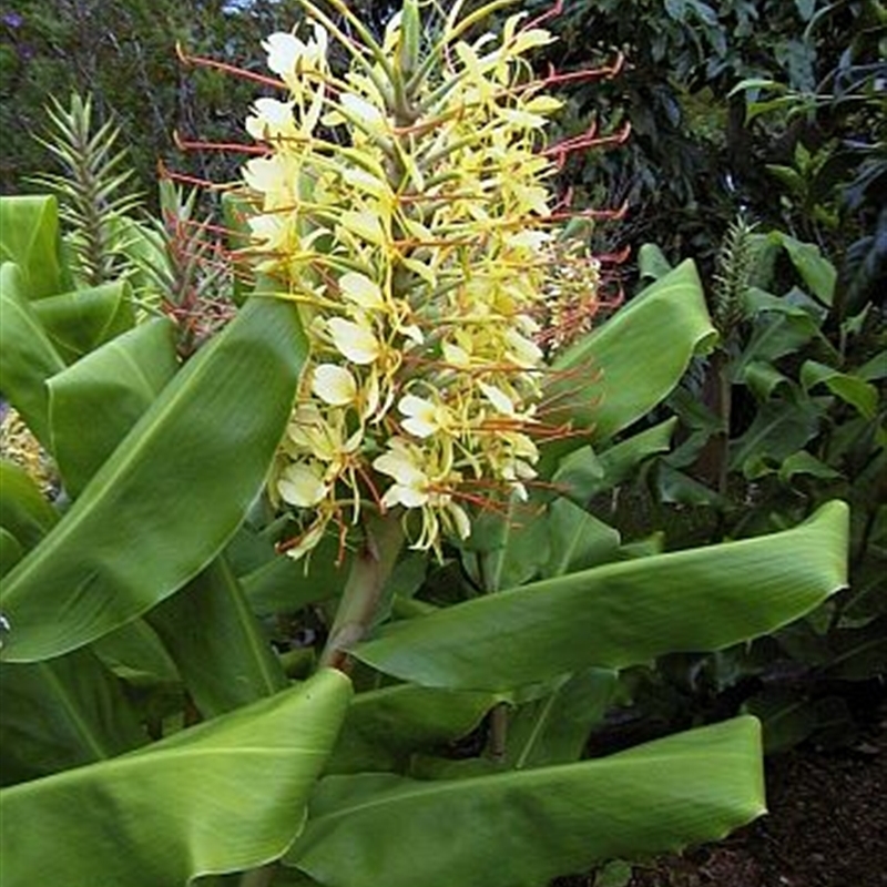 Hedychium gardnerianum