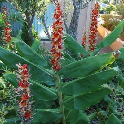 Hedychium gardnerianum