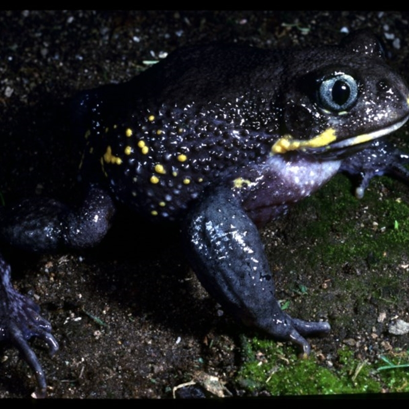 Heleioporus australiacus