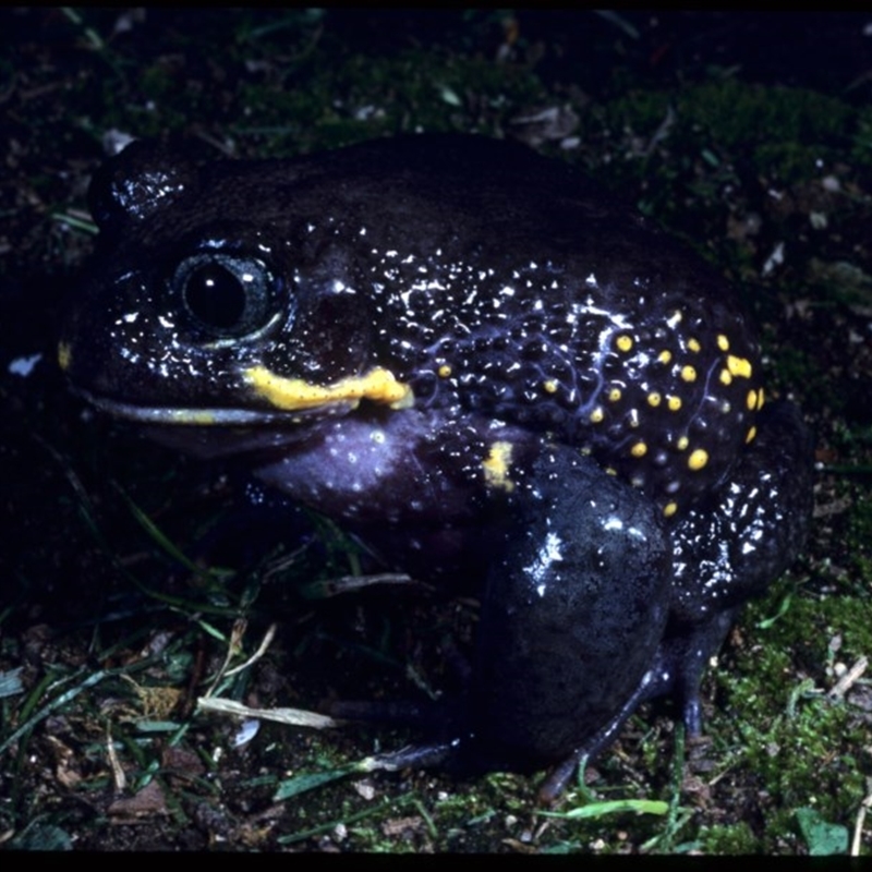 Heleioporus australiacus