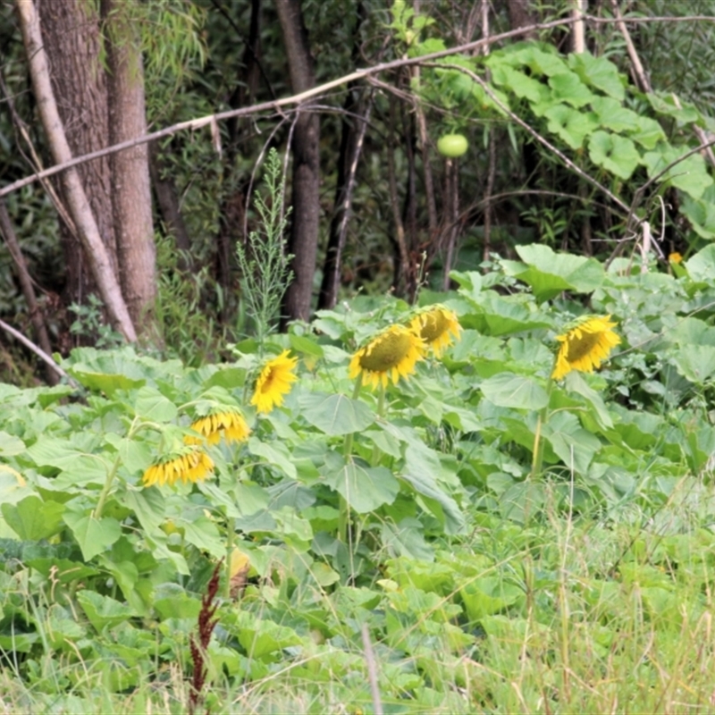 Helianthus annuus