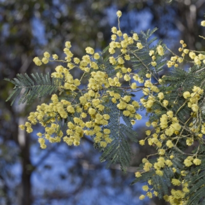 Acacia dealbata subsp. dealbata