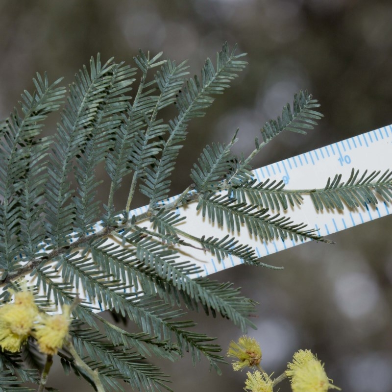 Acacia dealbata subsp. dealbata