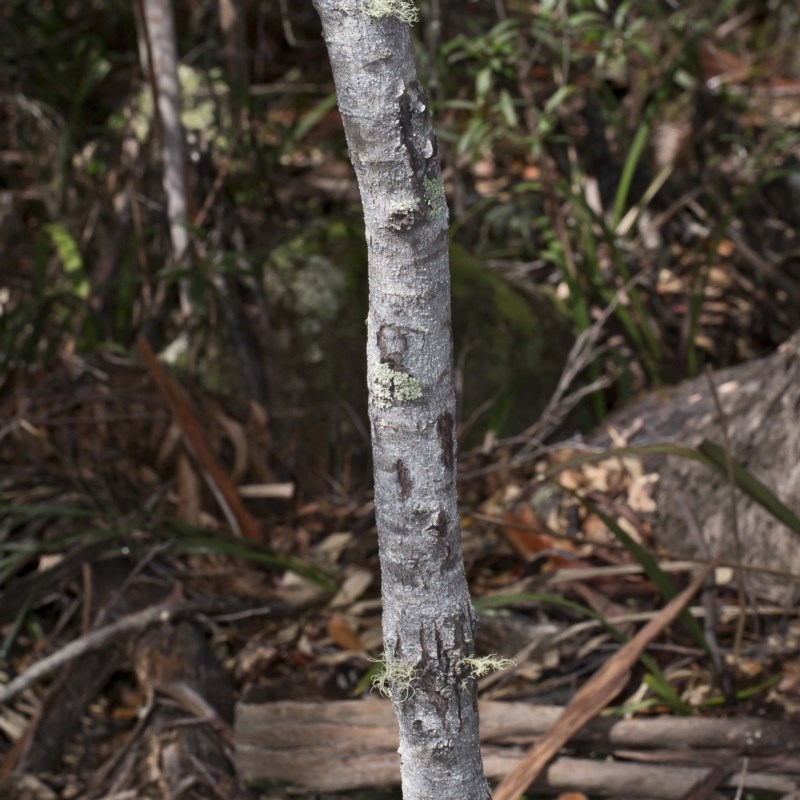 Acacia dealbata subsp. dealbata