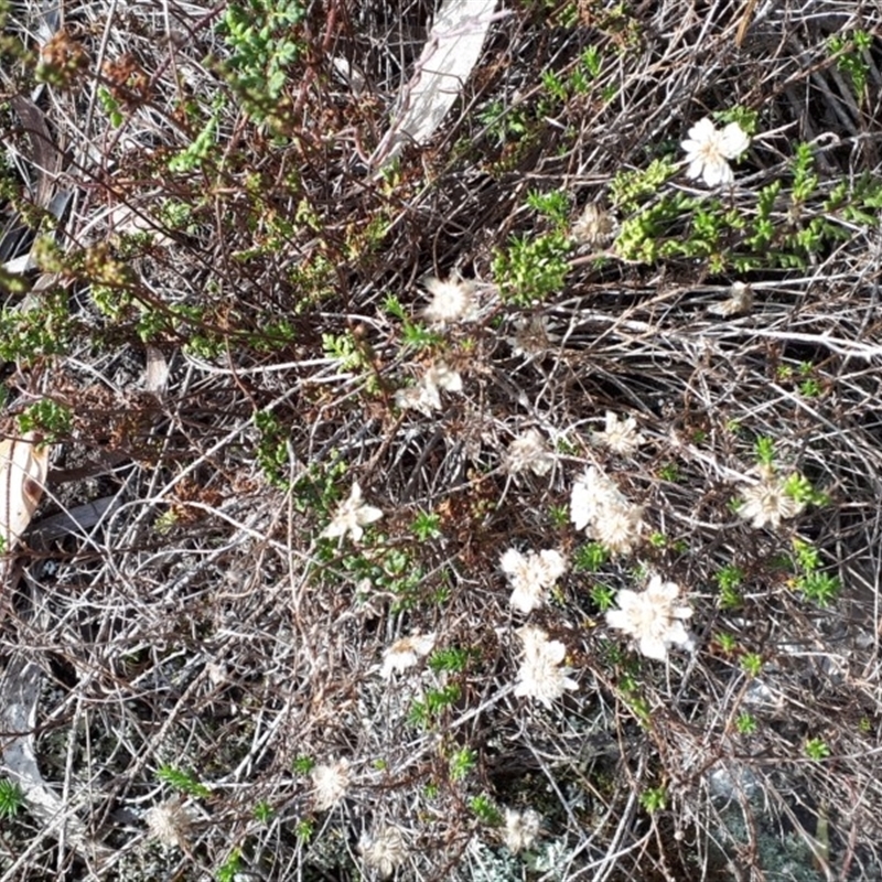 Helichrysum calvertianum