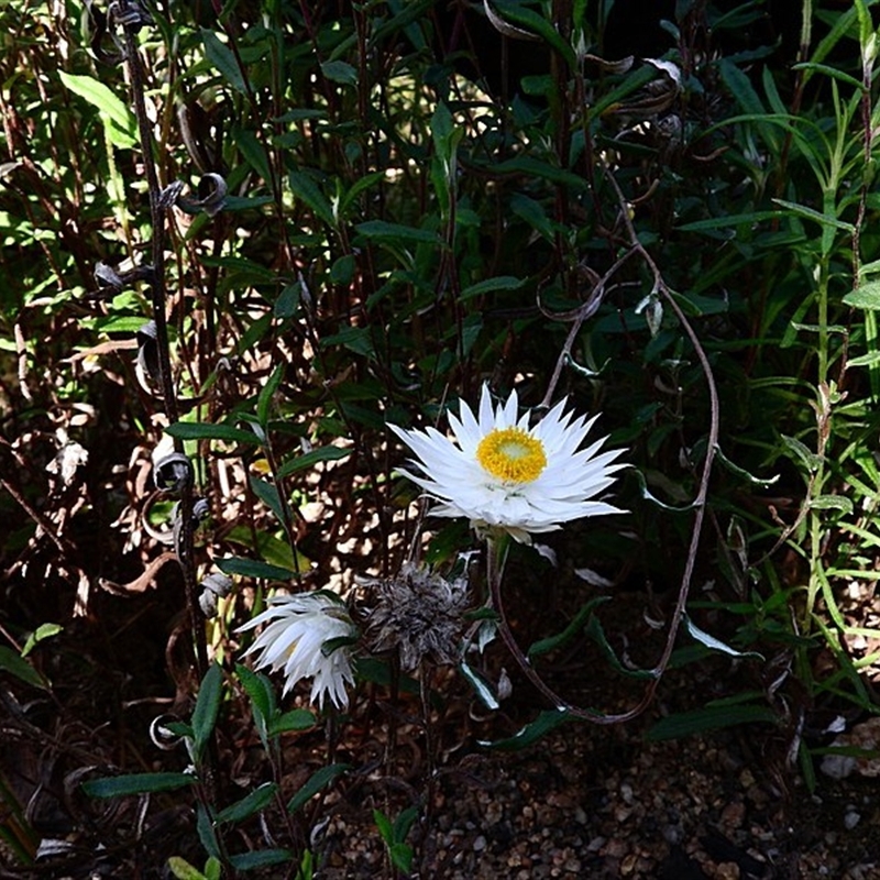 Helichrysum leucopsideum