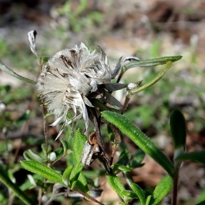 Helichrysum leucopsideum