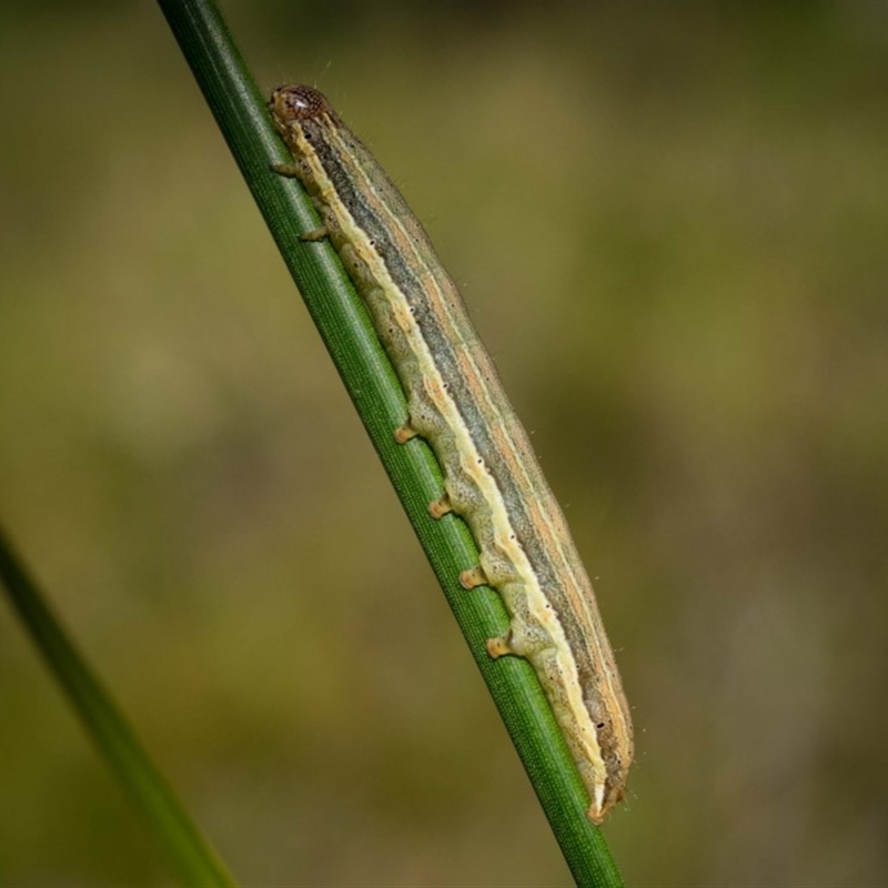 Helicoverpa punctigera