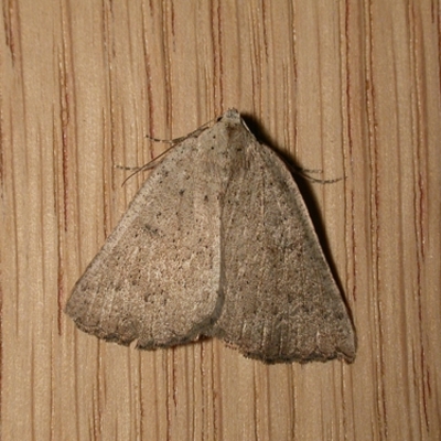 Amelora (genus)
