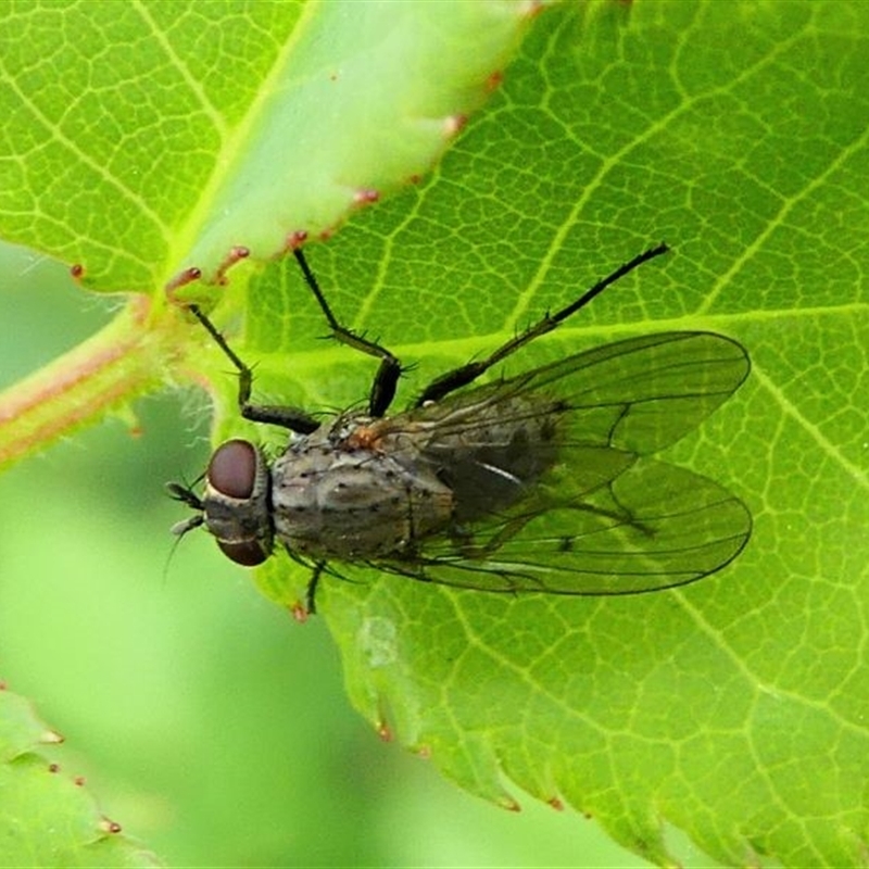 Helina sp. (genus)