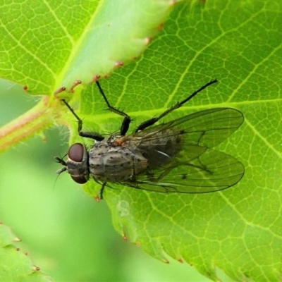 Helina sp. (genus)