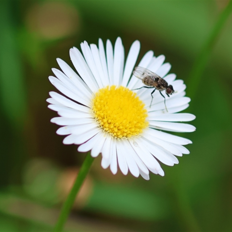 Helina sp. (genus)