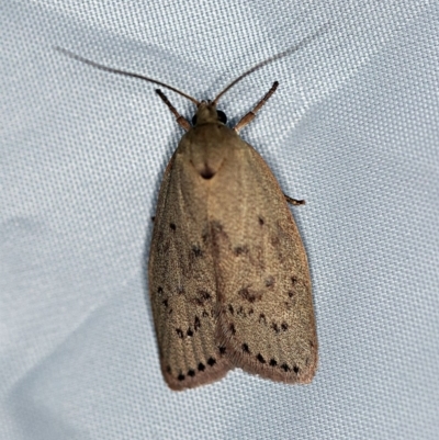 Heliocausta undescribed species